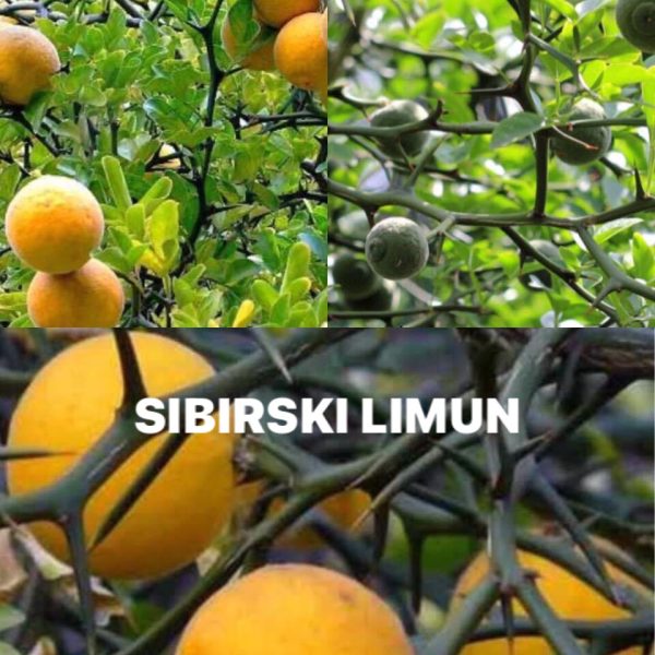 Sibirski Limun