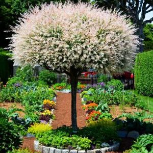 ukrasna vrba salix-integra